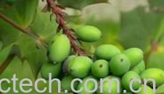 果蔬百科青果-0