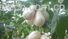 果蔬百科人参果-0