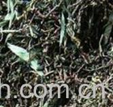 果蔬百科山蜜草-0