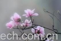 果蔬百科辛夷花-0