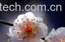 果蔬百科白梅花-0