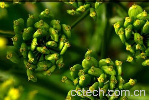 果蔬百科川芎-0