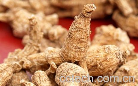 果蔬百科花旗参-0