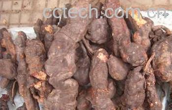 果蔬百科何首乌-0