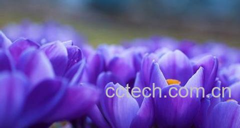 果蔬百科藏红花-0