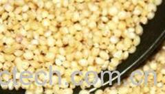 果蔬百科高粱米的功效与作用-0