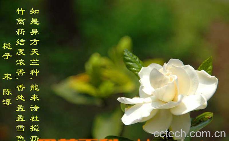 果蔬百科栀子-0