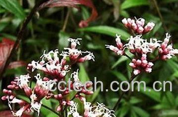 果蔬百科佩兰的功效与作用 -0