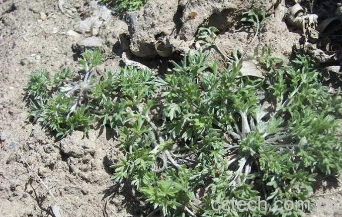 果蔬百科茵陈-0