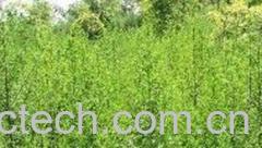 果蔬百科青蒿的功效与作用 -0