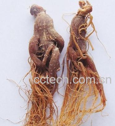 果蔬百科红参的功效与作用及食用方法-0