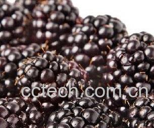 果蔬百科桑葚的功效与作用 -0