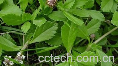 果蔬百科马鞭草的功效与作用 -0