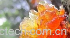 果蔬百科桃胶的副作用-0