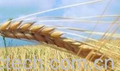 果蔬百科小麦胚芽油的作用 -0