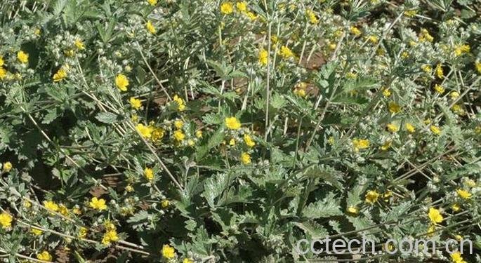 果蔬百科中药翻白草的功效和副作用 -0