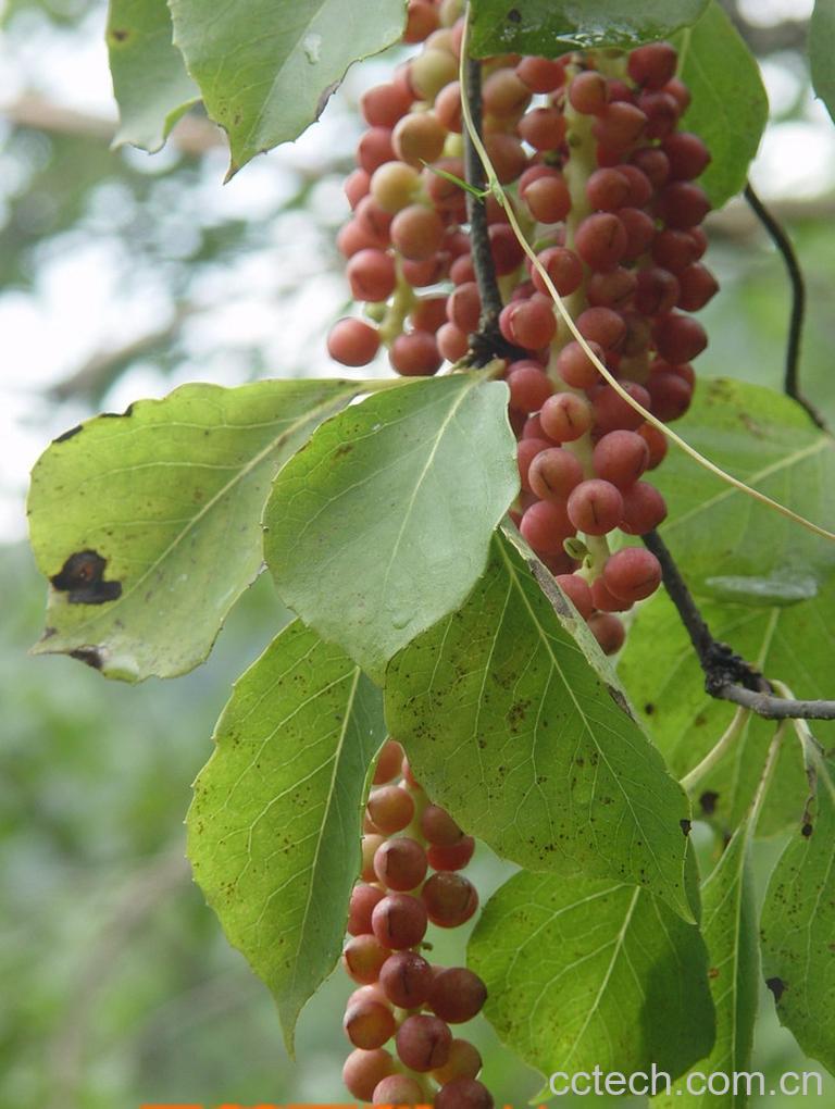 果蔬百科五味子-0