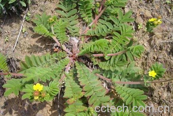 果蔬百科 翻白草能降血糖吗 翻白草如何治疗糖尿病 -0