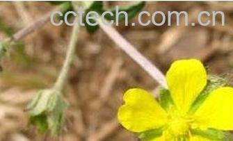 果蔬百科翻白草的功效与作用 -0