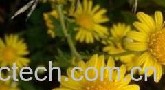 果蔬百科野菊花的功效与作用及食用方法-0