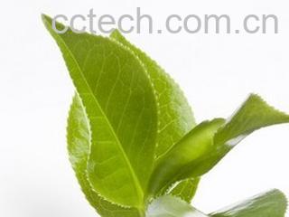 果蔬百科茶树精油的功效与作用-0