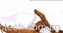 果蔬百科葛根的功效与作用及食用方法 -0