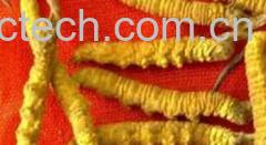 果蔬百科冬虫夏草食用方法-0