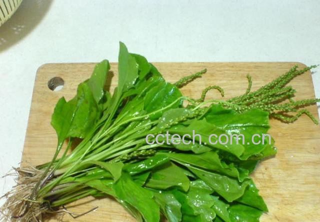 果蔬百科车前草的功效与作用及食用方法-0