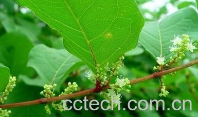 果蔬百科虎杖的功效与作用-0