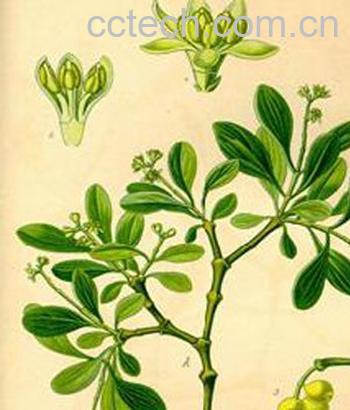 果蔬百科桑寄生-0