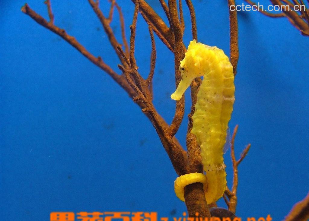 果蔬百科海马的功效和作用-0