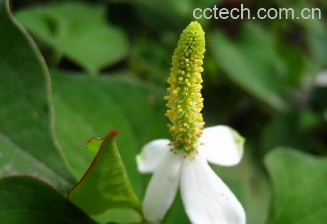 果蔬百科鱼腥草的功效与作用及食用方法 -0