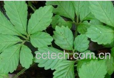 果蔬百科绞股蓝泡水喝的减肥功效 -0