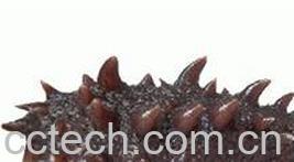 果蔬百科海参的功效与作用 -0