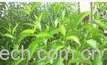 果蔬百科杜仲强身健体的作用与功效 -0