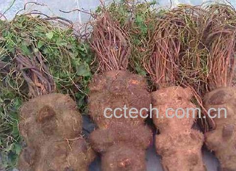 果蔬百科何首乌的功效与作用及食用方法 -0