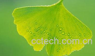 果蔬百科银杏叶片的功效与作用 -0