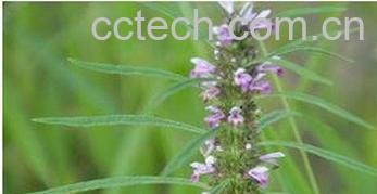 果蔬百科益母草的功效与作用 -0