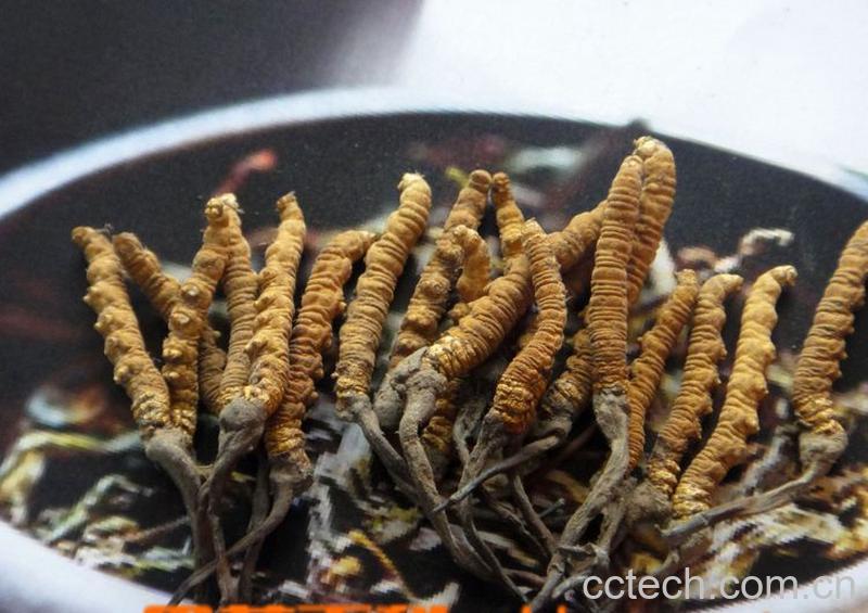 果蔬百科冬虫夏草的功效与作用及食用方法-0