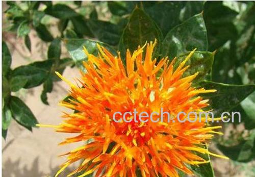 果蔬百科藏红花的实用功效与作用-0