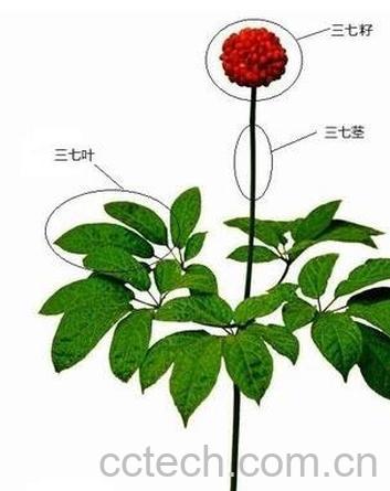 果蔬百科三七的医用功效与作用-0