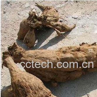 果蔬百科葛根的作用与功效 -0