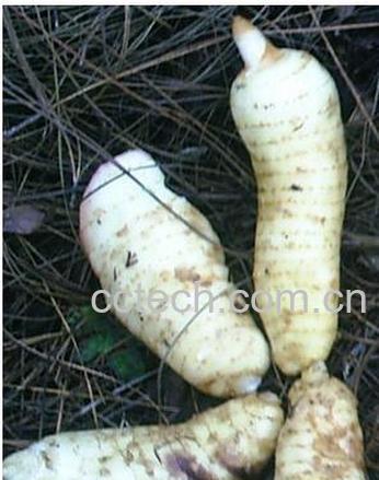 果蔬百科 天麻的功效与作用 -0