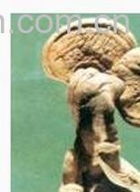 果蔬百科 灵芝的功效与作用 -0