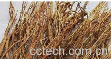 果蔬百科 柴胡的功效和作用 -0