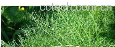 果蔬百科 小茴香的功效和作用 -0