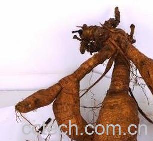 果蔬百科 葛根的功效和作用-0