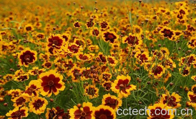 果蔬百科雪菊的功效与作用-0