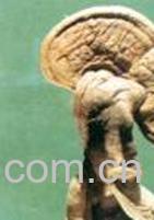 灵芝的功效和作用 灵芝的吃法-1