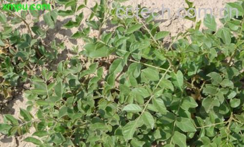 果蔬百科甘草梢的功效与作用-0